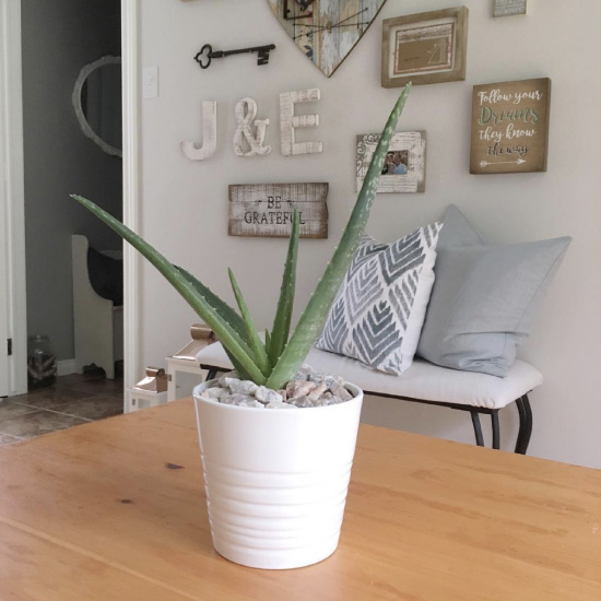 Aloe vera masanın üzerinde