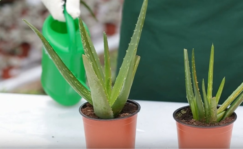Aloe sulama