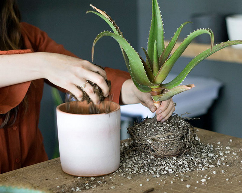 Aloe nakli