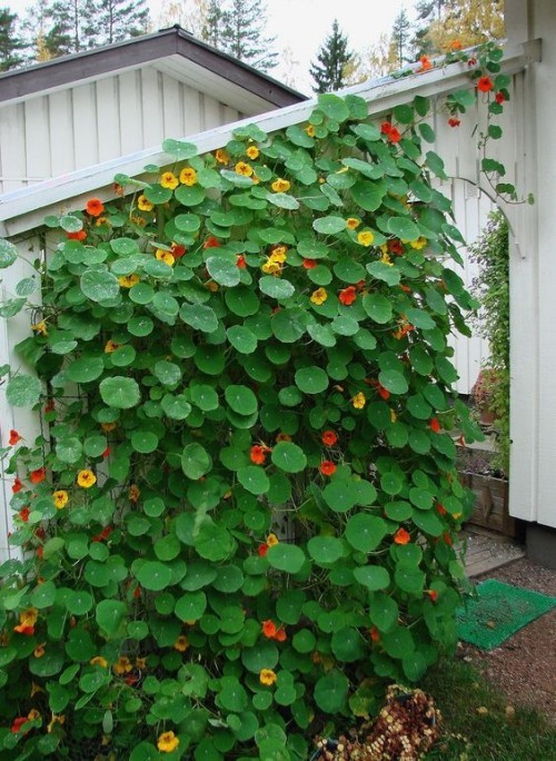 Nasturtium klatrevegg