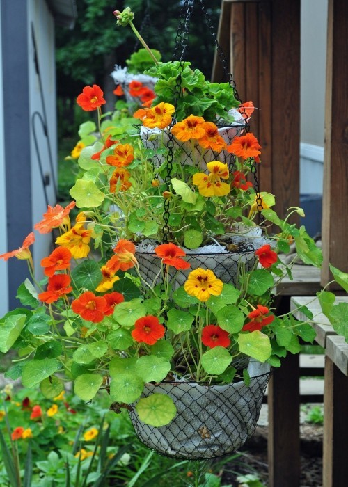 Nasturtiums henger fra potter