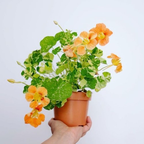 Nasturtiums i en gryte