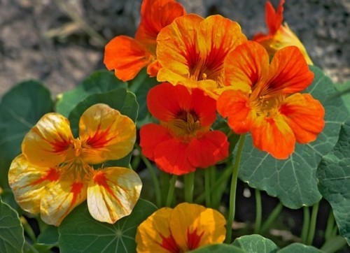 Nasturtium blomster