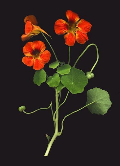 Nasturtium svart bakgrunn