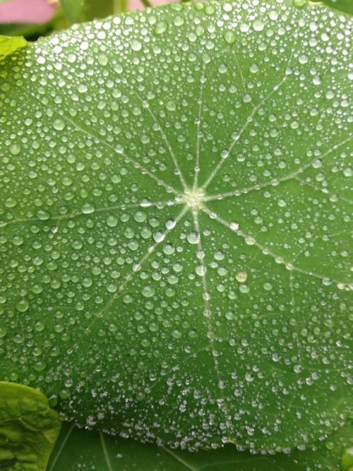 Nasturtium lotus effekt