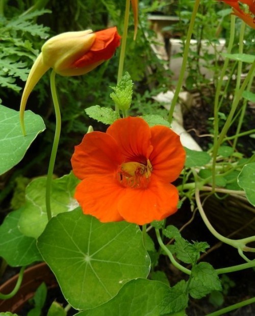 Nasturtium i knoppgryte