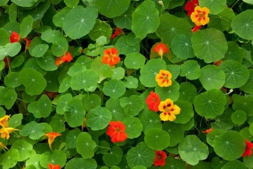 Nasturtium gulv