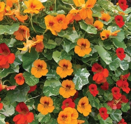 Nasturtiums blomstrer mange fargerike