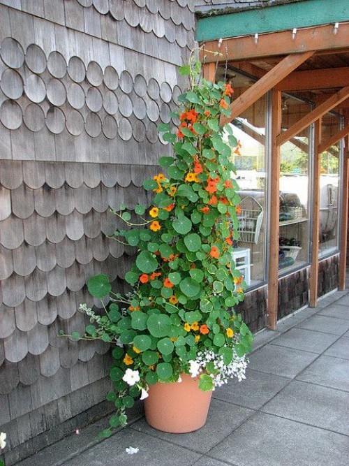 Nasturtiums klatrer på taket