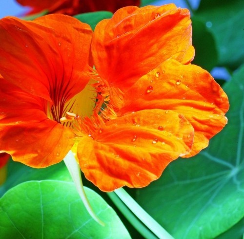 Nasturtium nærbilde blomst