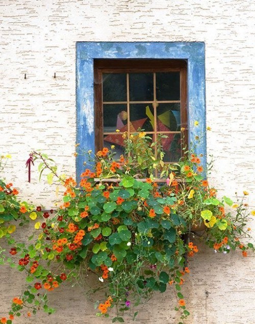 Nasturtium Fenser Pot