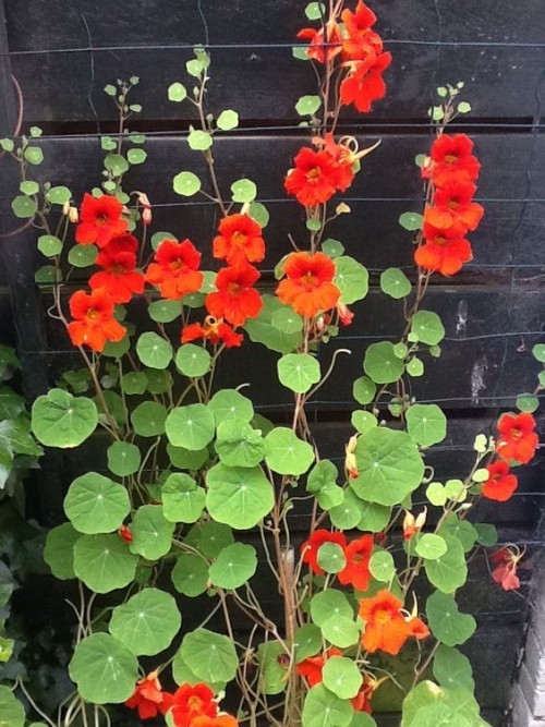 Nasturtium klatrer