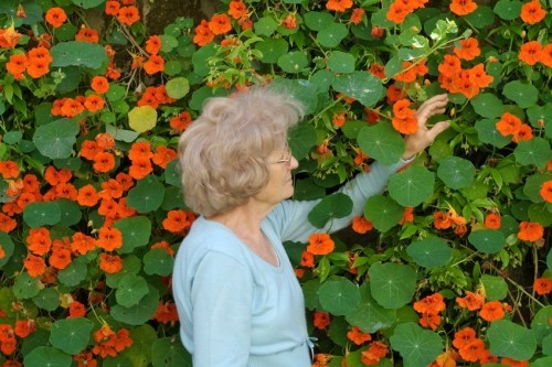 Nasturtium vegg