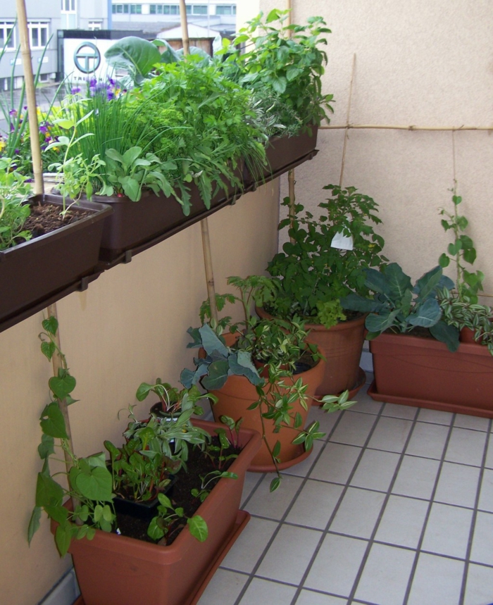 βότανα μπαλκόνι μπαλκόνι φυτά βότανα φυτά