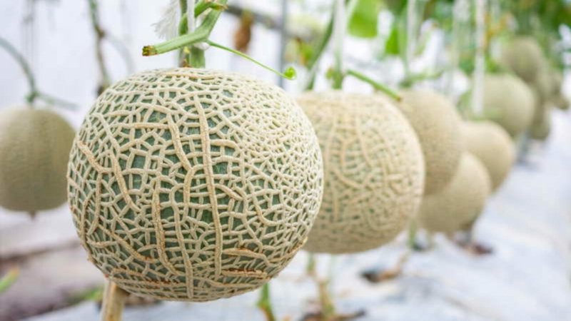 Melonskåret japansk melon