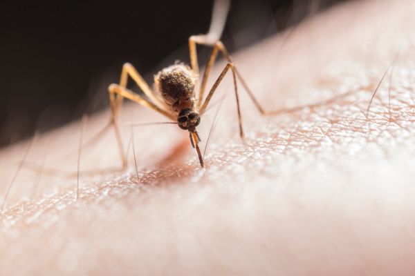 Repelentien diy ενάντια στα κουνούπια