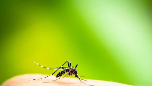 Ιδέες Repelentien για κουνούπια