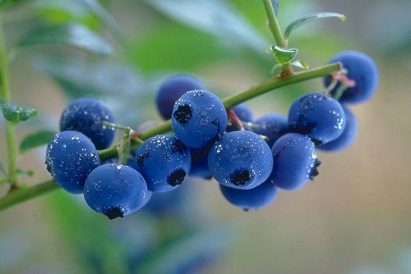 červené bobule a borůvky obsahují antioxidanty