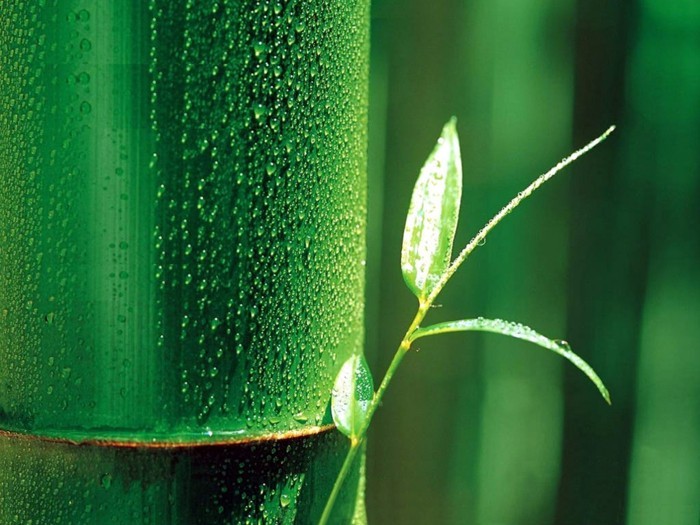 vlákna z bambusu