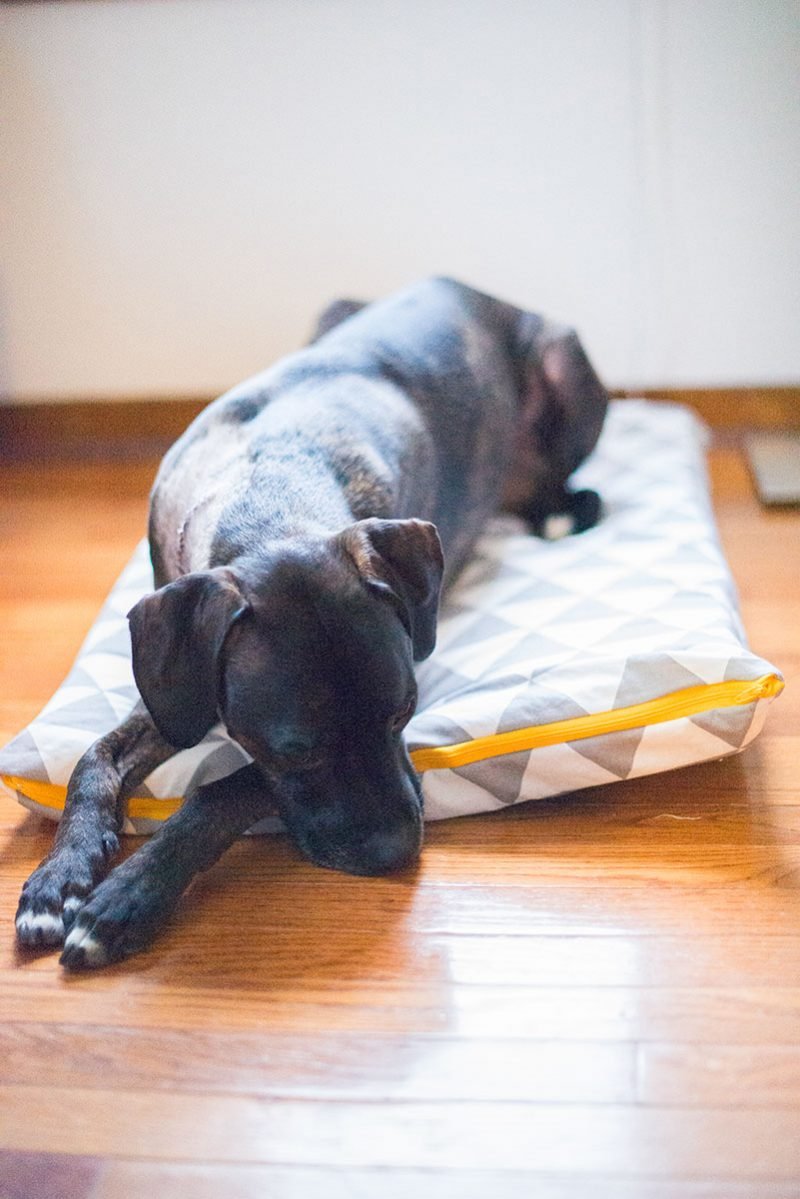 Ράψιμο δώρων - μαξιλάρια σκύλου