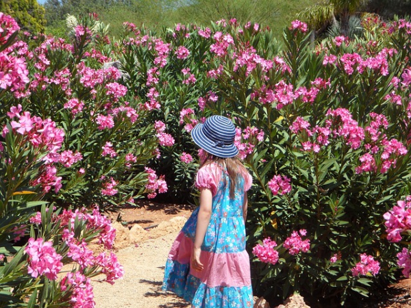 Συμβουλές φροντίδας Oleander και γεγονότα για την ομορφιά από το μεσογειακό κορίτσι ροζ φόρεμα σαν nerium