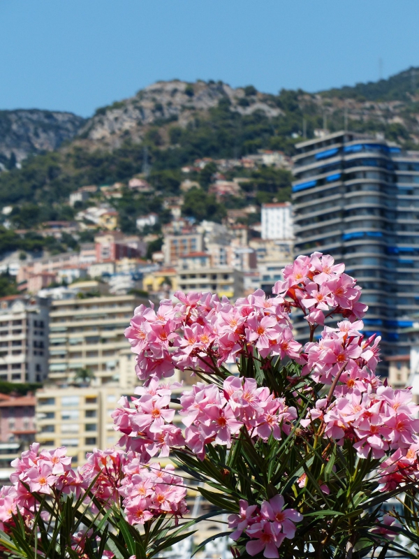 Συμβουλές και στοιχεία φροντίδας της πικροδάφνης για την ομορφιά από το μεσογειακό νήριο στο μπαλκόνι της μεγάλης πόλης
