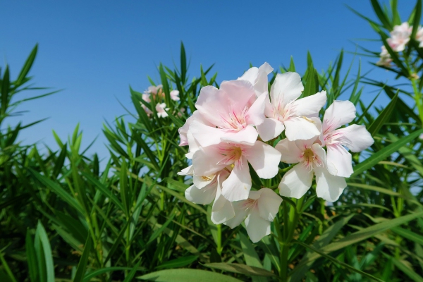 Συμβουλές φροντίδας Oleander και ασήμαντα πράγματα σχετικά με την ομορφιά του μεσογειακού θάμνου λευκού λουλουδιού nerium