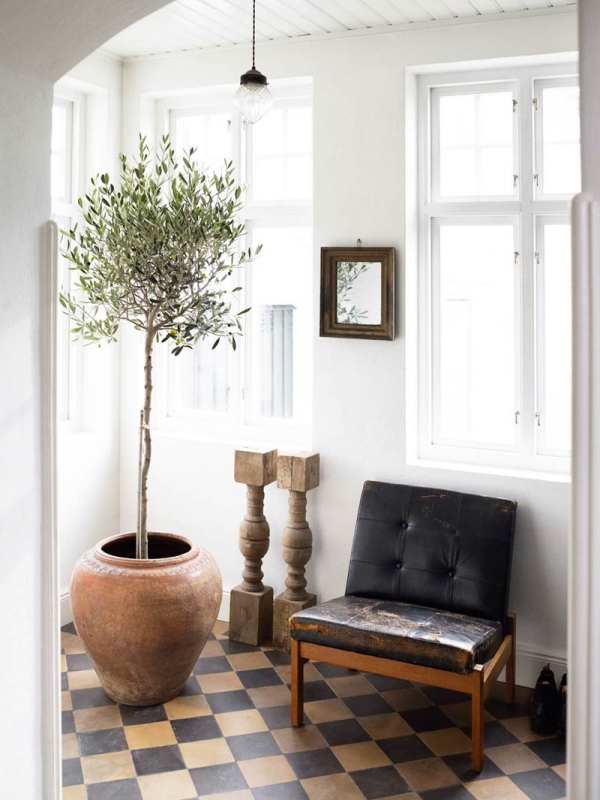 Pleie av oliventre i potten eller i hagen - nyttig informasjon og tips for hobbygartnere korridor stue plante terrakotta