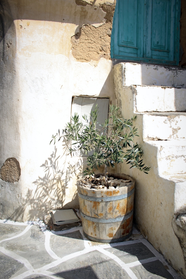 Pleie av oliventre i potten eller i hagen - nyttig informasjon og tips for hobbygartnere Hellas som logger et kruketre