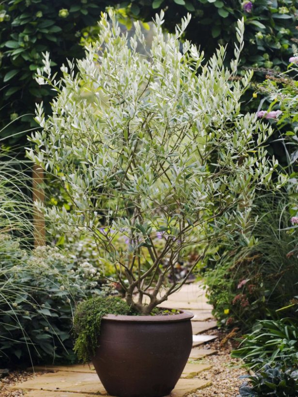 Pleie av oliventre i potten eller i hagen - nyttig informasjon og tips for hobbygartnere potten oliven svart naturlig hagearbeid