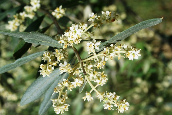Pleie av oliventre i potten eller i hagen - nyttig informasjon og tips for hobbygartnere, de olivenhvite aromatiske blomstene