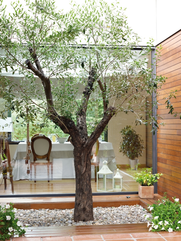 Pleie av oliventre i potten eller i hagen - nyttig informasjon og tips for hobbygartnere hage mini hage innendørs hage tre småstein steiner