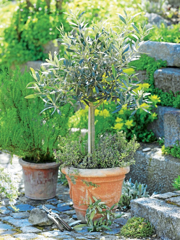 Pleie av oliventre i potten eller i hagen - nyttig informasjon og tips til hobbygartnere lite tre til hagekrukken