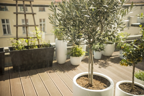 Pleie av oliventre i potten eller i hagen - nyttig informasjon og tips til hobbygartnere oliven til balkongterrassen