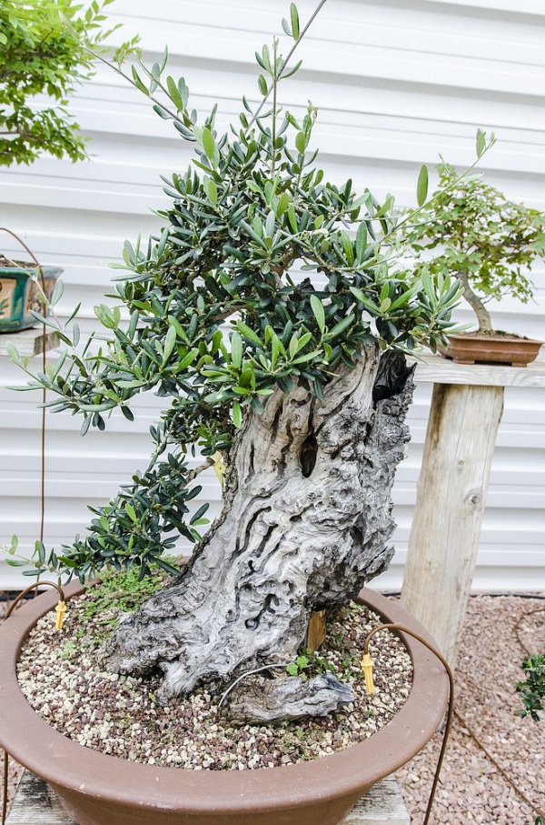 Pleie av oliventre i potten eller i hagen - nyttig informasjon og tips for hobbygartnere bonsai oliventre tykk stamme