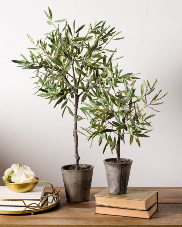 Pleie av oliventre i potten eller i hagen - nyttig informasjon og tips for hobbygartnere små oliven i potter hjemmekontor