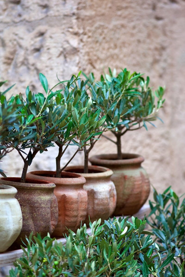 Pleie av oliventre i potten eller i hagen - nyttig informasjon og tips til hobbygartnere balkongplanter små potter
