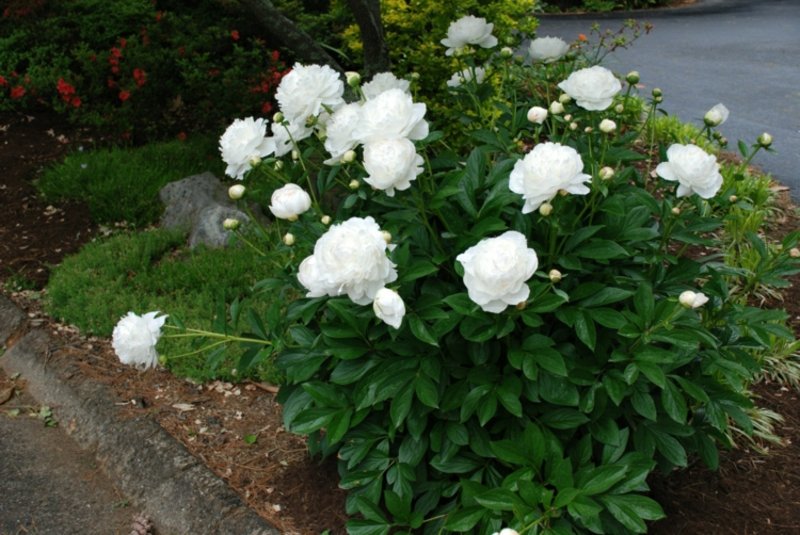 Flerårige pioner hvite blomster