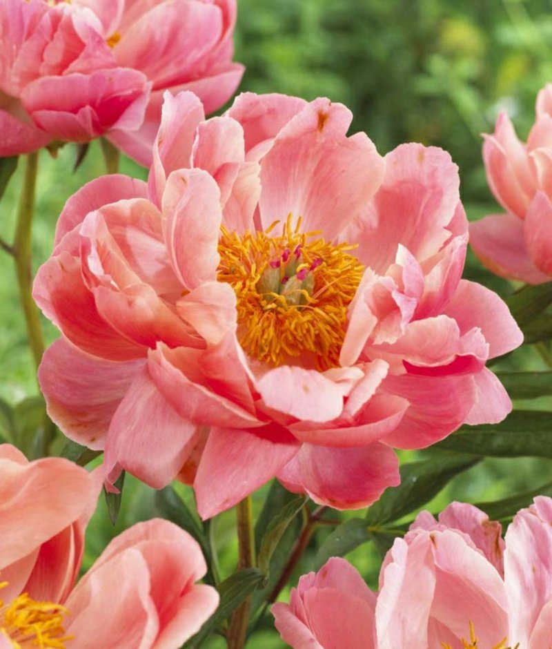 Peony blomster korallfarge