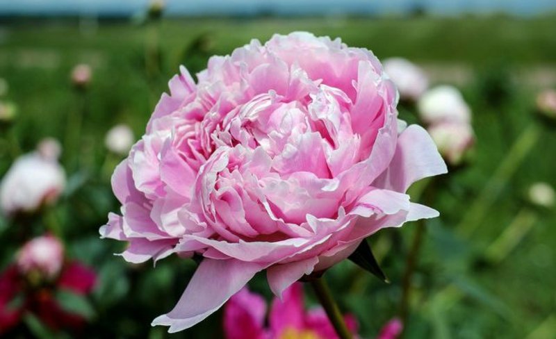 Peoner delikate rosa blomster nydelig utseende