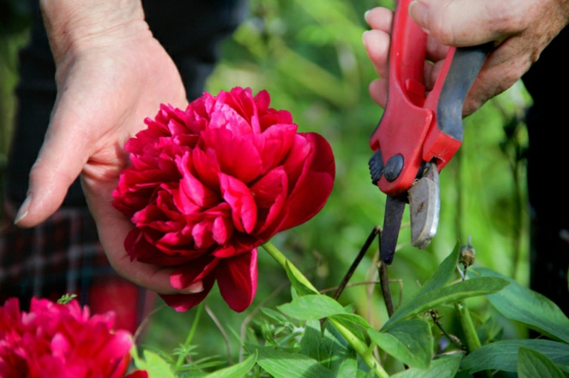 Peonies skjæreinstruksjoner