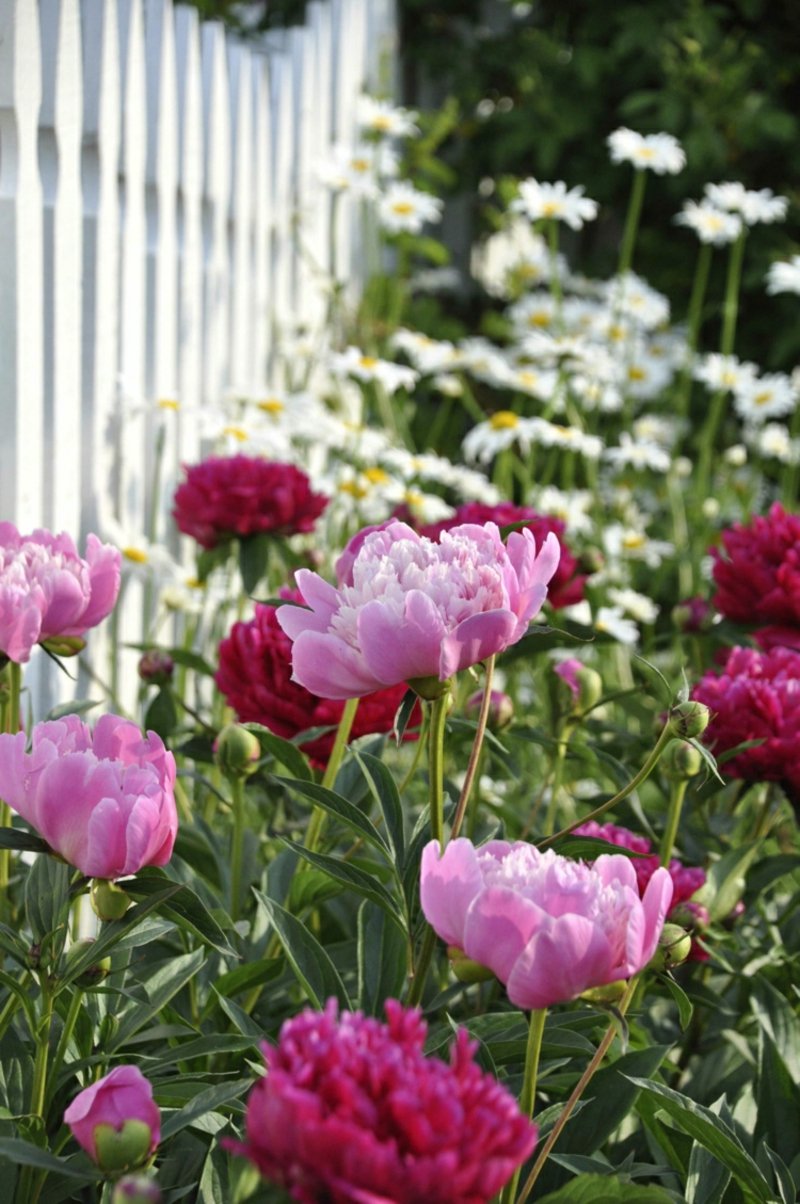 Peoner strålende blomsterhage