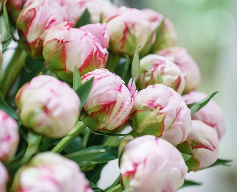 Peoner vakre blomster hvit rød