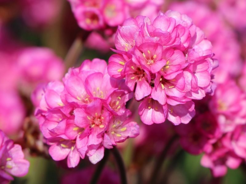rostliny pro skalky karafiátu v růžové barvě vypadají krásně ve všech ročních obdobích