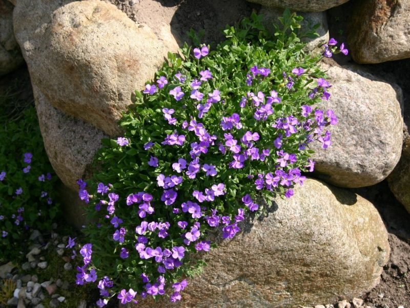 rostliny na skalku purpurově modré polštáře na slunném místě