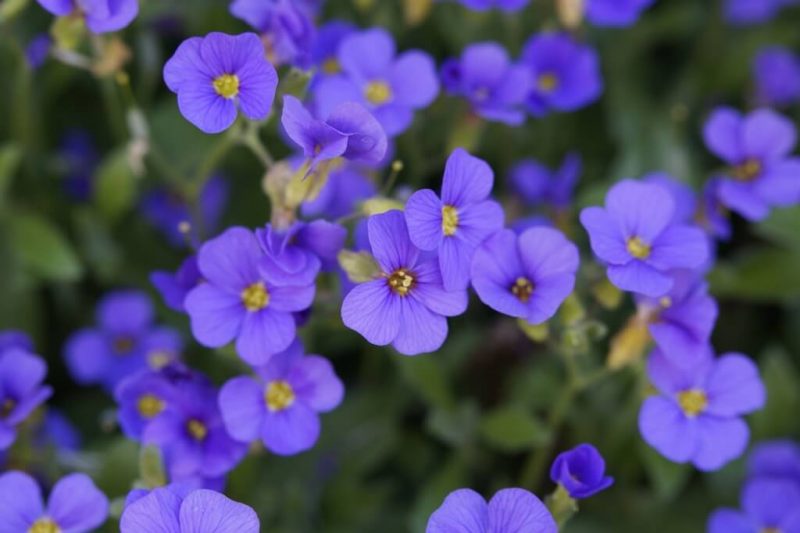 rostliny pro skalky modré polštáře přinášejí šťastnou náladu
