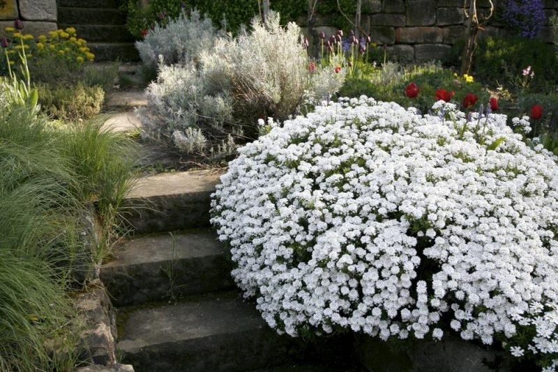 rostliny na skalku květiny bílé stužky jako v zimní pohádce