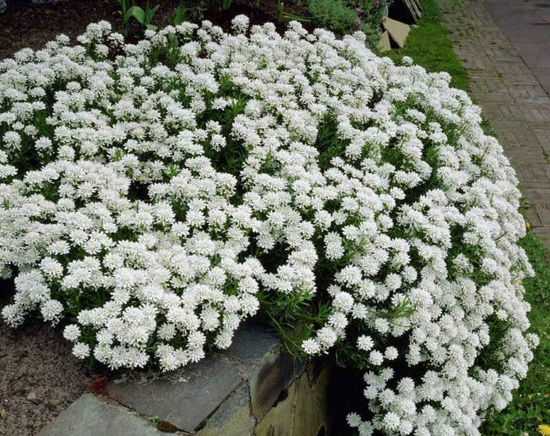 rostliny pro skalky bílé huňaté stužkové květy