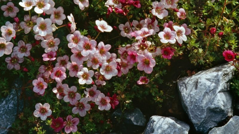 rostliny pro saxifrage skalky s krásnými květinami