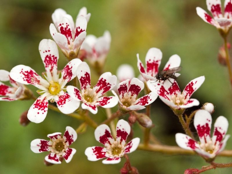 rostliny pro saxifrage skalky se stálezelenými okouzlujícími květinami